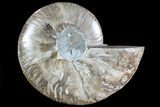 Polished Ammonite Fossil (Half) - Agatized #72947-1